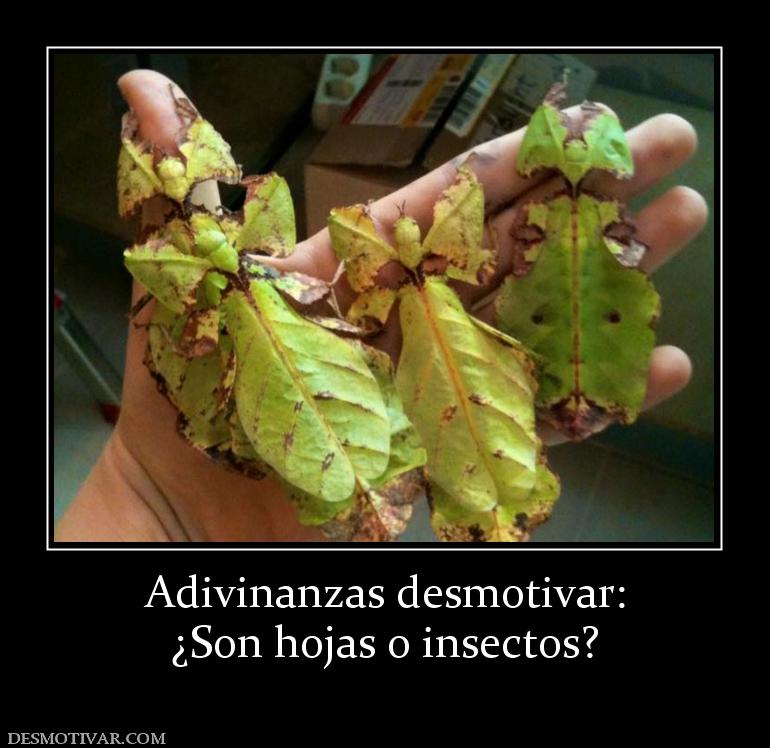 Adivinanzas desmotivar: ¿Son hojas o insectos?