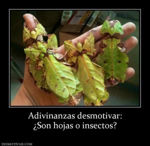 Adivinanzas desmotivar: ¿Son hojas o insectos?