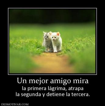 Un mejor amigo mira la primera lágrima, atrapa la segunda y detiene la tercera.