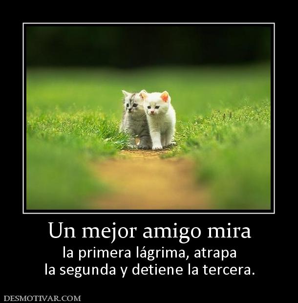 Un mejor amigo mira la primera lágrima, atrapa la segunda y detiene la tercera.