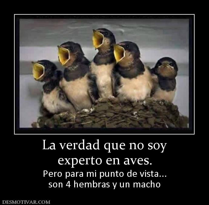 La verdad que no soy experto en aves. Pero para mi punto de vista... son 4 hembras y un macho