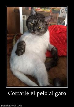 Cortarle el pelo al gato