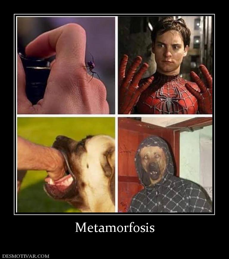 Metamorfosis