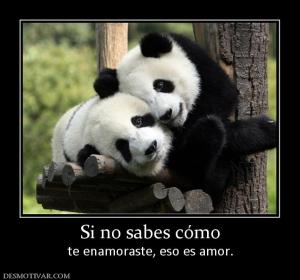 Si no sabes cómo te enamoraste, eso es amor.