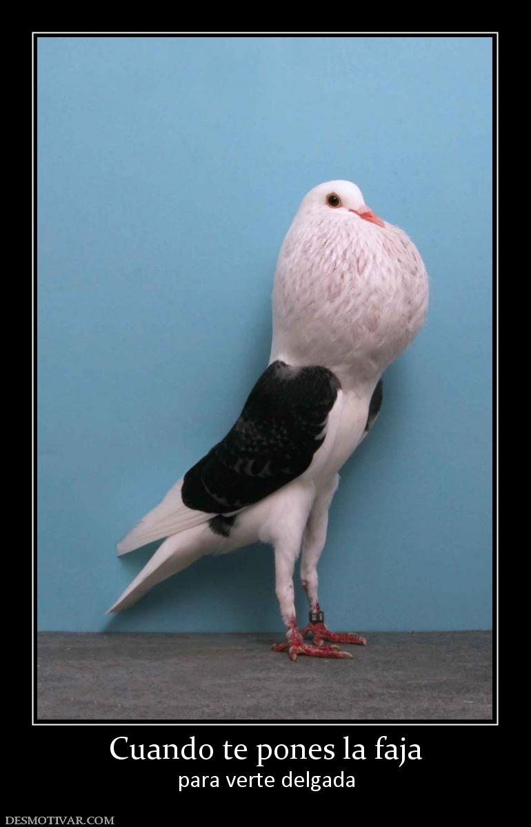 Cuando te pones la faja para verte delgada