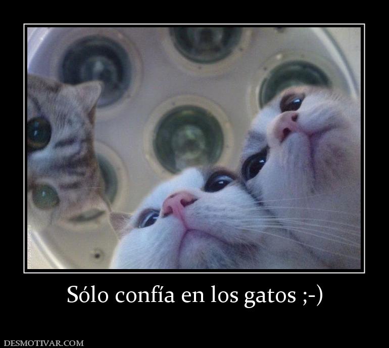 Sólo confía en los gatos ;-)