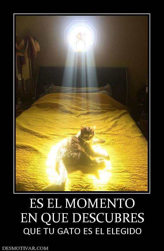 ES EL MOMENTO EN QUE DESCUBRES QUE TU GATO ES EL ELEGIDO