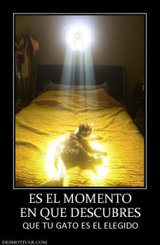 ES EL MOMENTO EN QUE DESCUBRES QUE TU GATO ES EL ELEGIDO