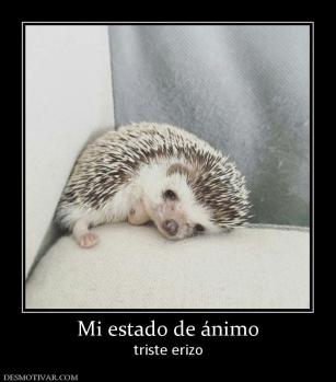 Mi estado de ánimo triste erizo