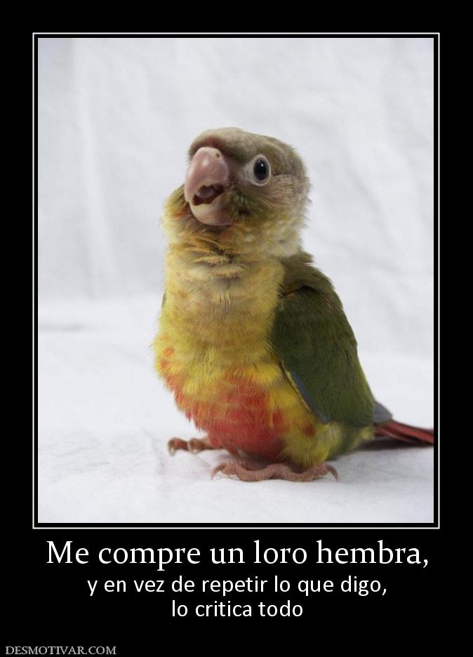 Me compre un loro hembra, y en vez de repetir lo que digo, lo critica todo
