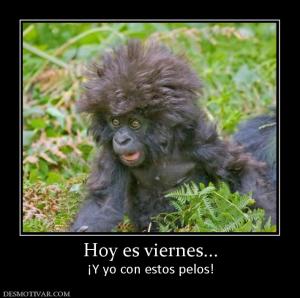 Hoy es viernes... ¡Y yo con estos pelos!