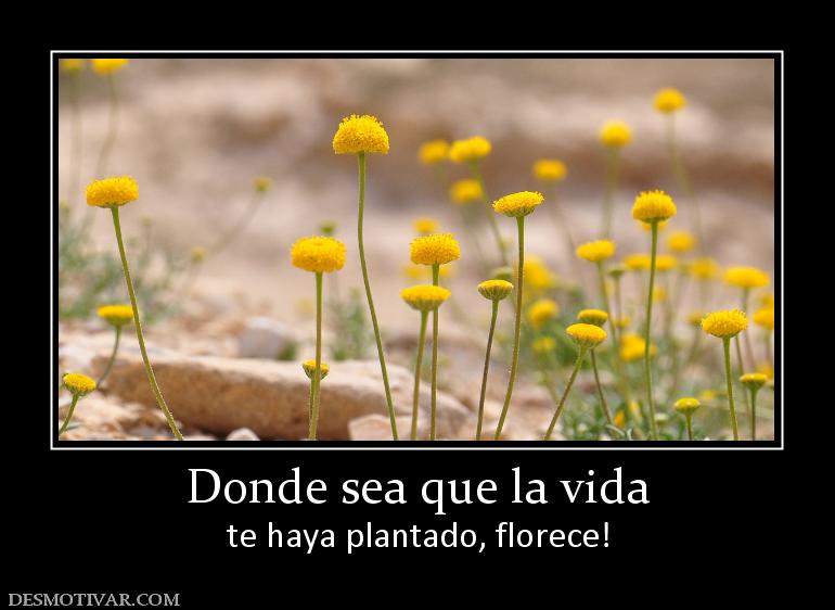 Donde sea que la vida te haya plantado, florece!