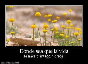 Donde sea que la vida te haya plantado, florece!
