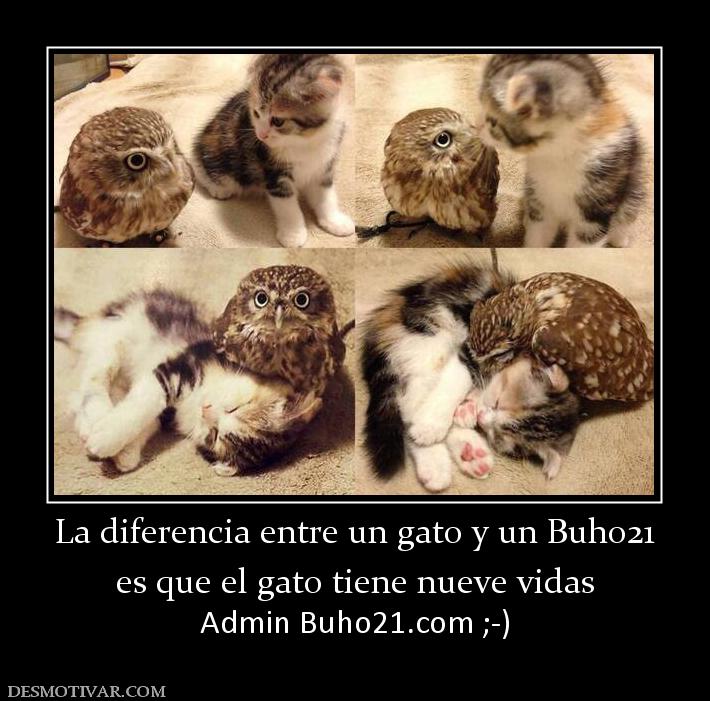 La diferencia entre un gato y un Buho2 es que el gato tiene nueve vidas Admin buho21.org ;-)