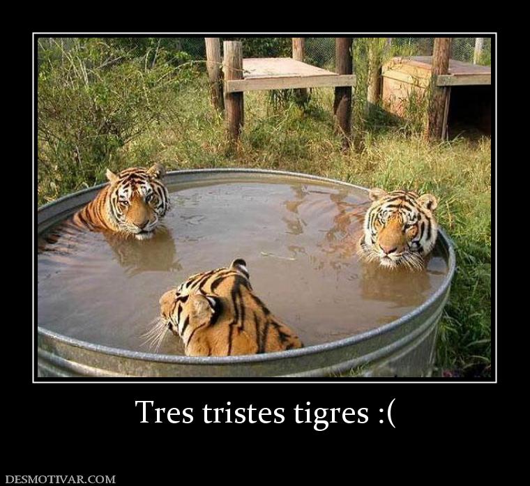 Tres tristes tigres :(