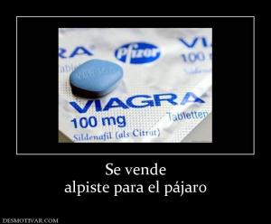 Se vende alpiste para el pájaro