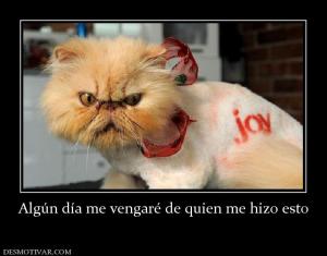 Algún día me vengaré de quien me hizo