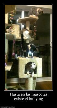 Hasta en las mascotas existe el bullying