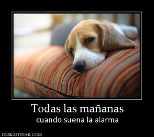 Todas las mañanas cuando suena la alarma