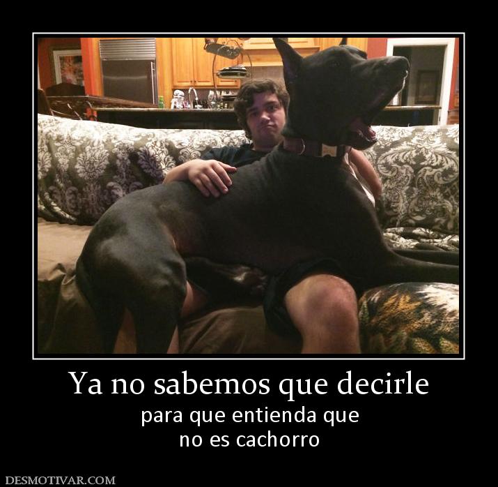 Ya no sabemos que decirle para que entienda que no es cachorro