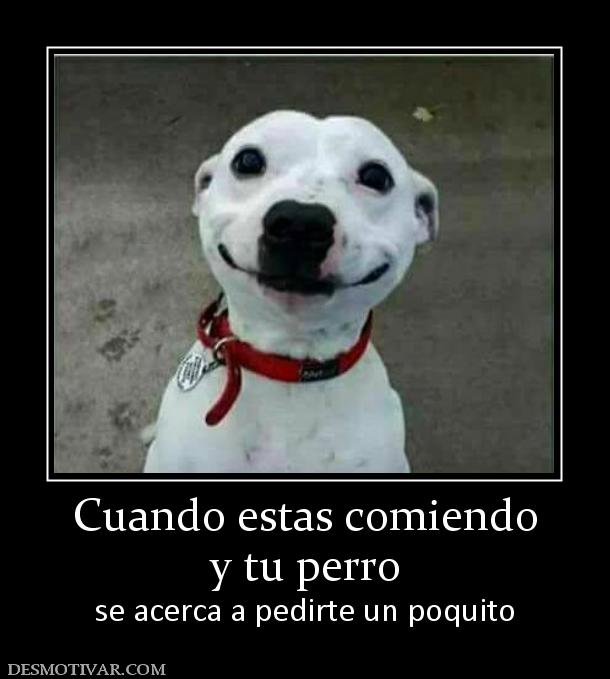Cuando estas comiendo y tu perro se acerca a pedirte un poquito