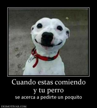 Cuando estas comiendo y tu perro se acerca a pedirte un poquito