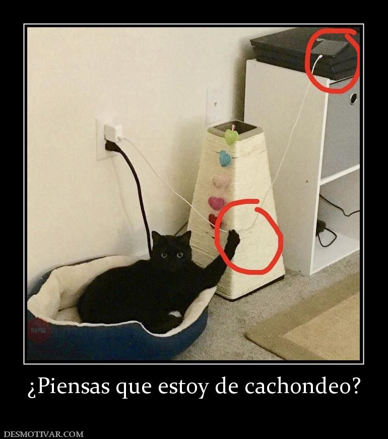¿Piensas que estoy de cachondeo?