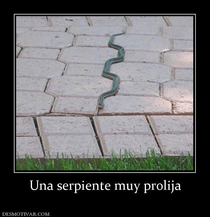 Una serpiente muy prolija