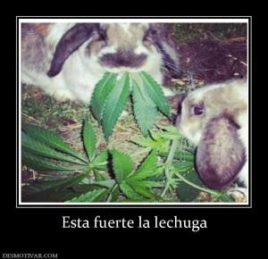 Esta fuerte la lechuga