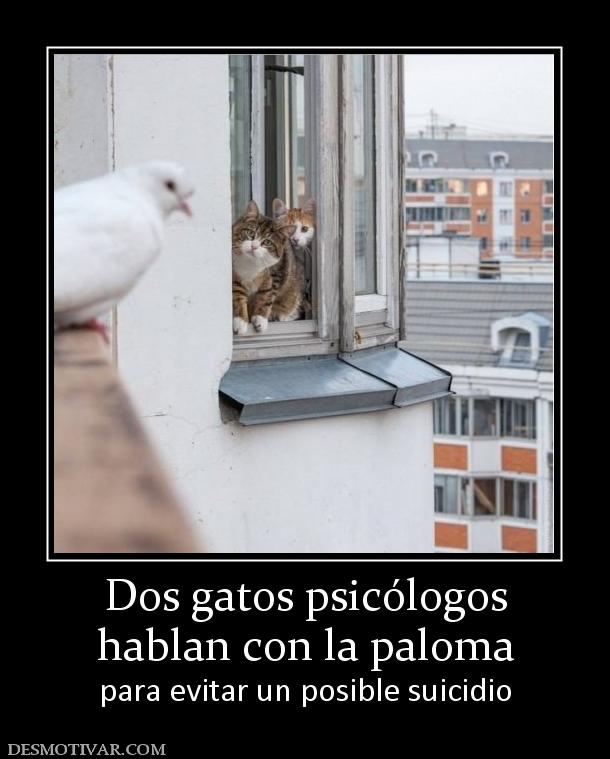 Dos gatos psicólogos hablan con la paloma para evitar un posible suicidio