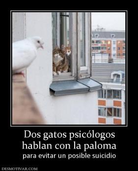 Dos gatos psicólogos hablan con la paloma para evitar un posible suicidio