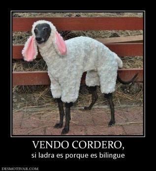 VENDO CORDERO, si ladra es porque es bilingue