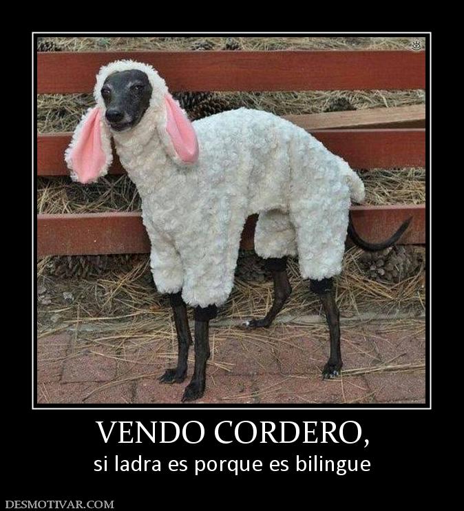 VENDO CORDERO, si ladra es porque es bilingue
