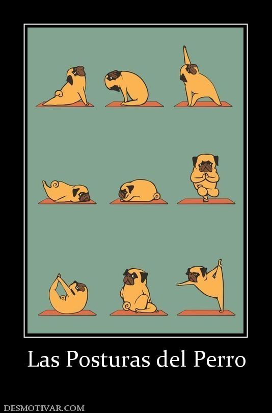 Las Posturas del Perro