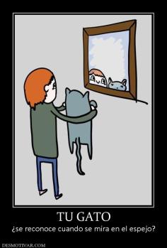 TU GATO ¿se reconoce cuando se mira en el espejo?