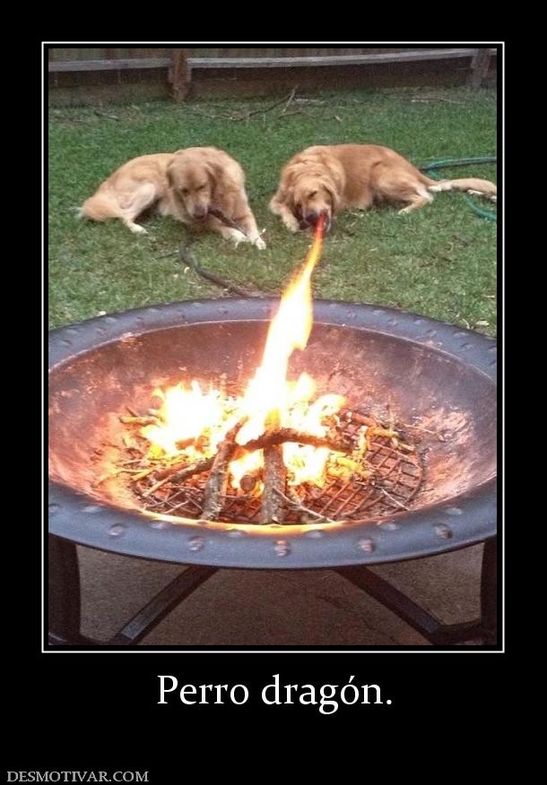 Perro dragón.