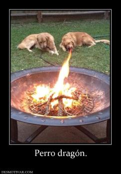 Perro dragón.