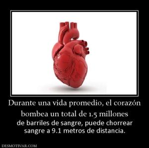 Durante una vida promedio, el corazón bombea un total de 1.5 millones de barriles de sangre, puede chorrear sangre a 9.1 metros de distancia.