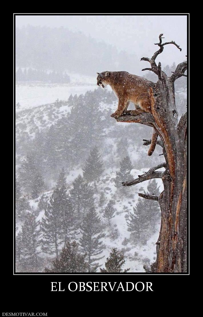 EL OBSERVADOR