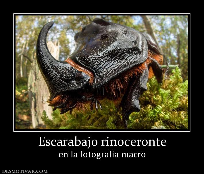 Escarabajo rinoceronte en la fotografía macro