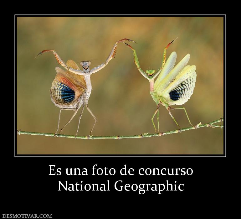 Es una foto de concurso National Geographic