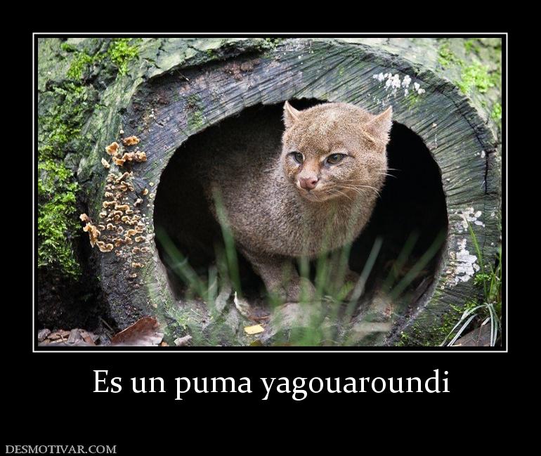 Es un puma yagouaroundi