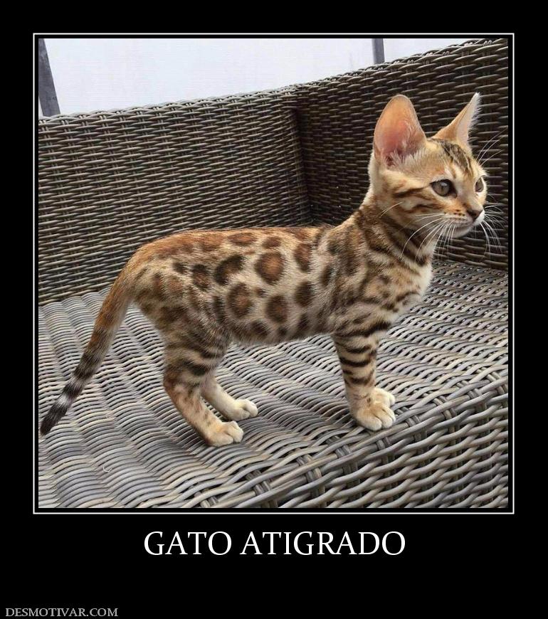 GATO ATIGRADO