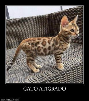 GATO ATIGRADO