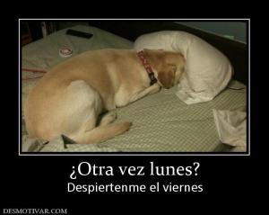 ¿Otra vez lunes? Despiertenme el viernes
