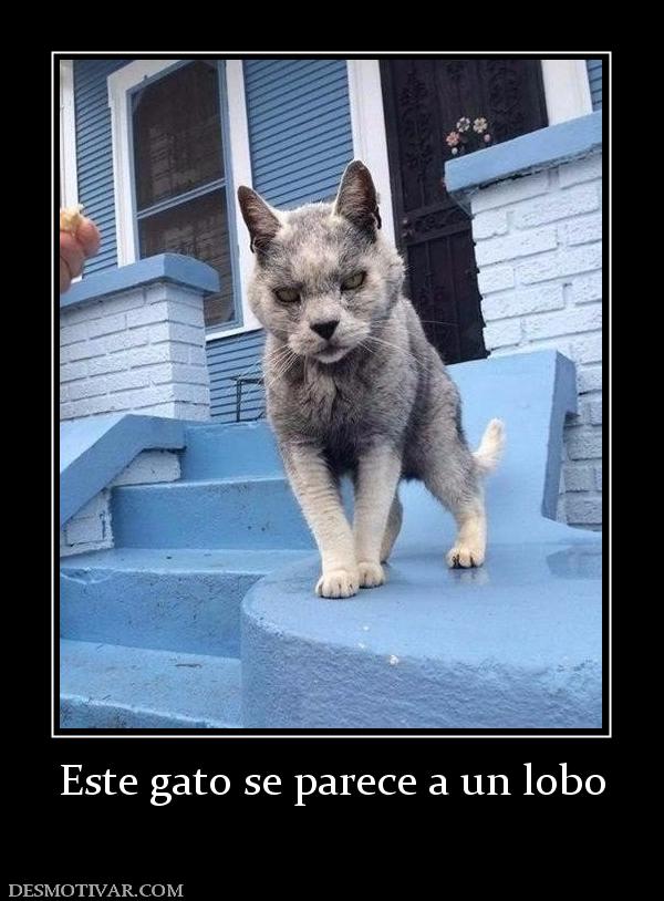 Este gato se parece a un lobo