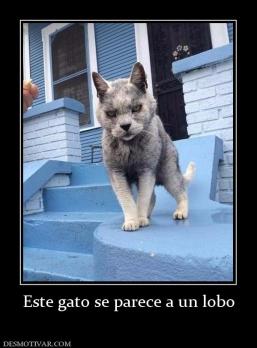 Este gato se parece a un lobo