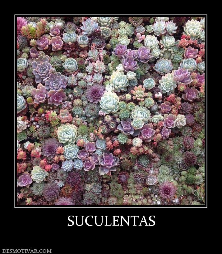 SUCULENTAS