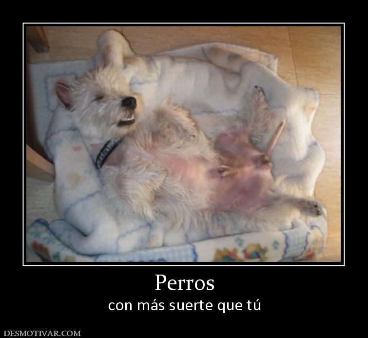 Perros con más suerte que tú