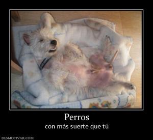 Perros con más suerte que tú